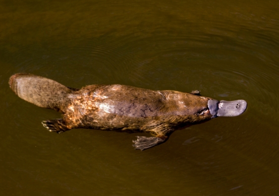 November 18 General Meeting – Platypus in Royal…